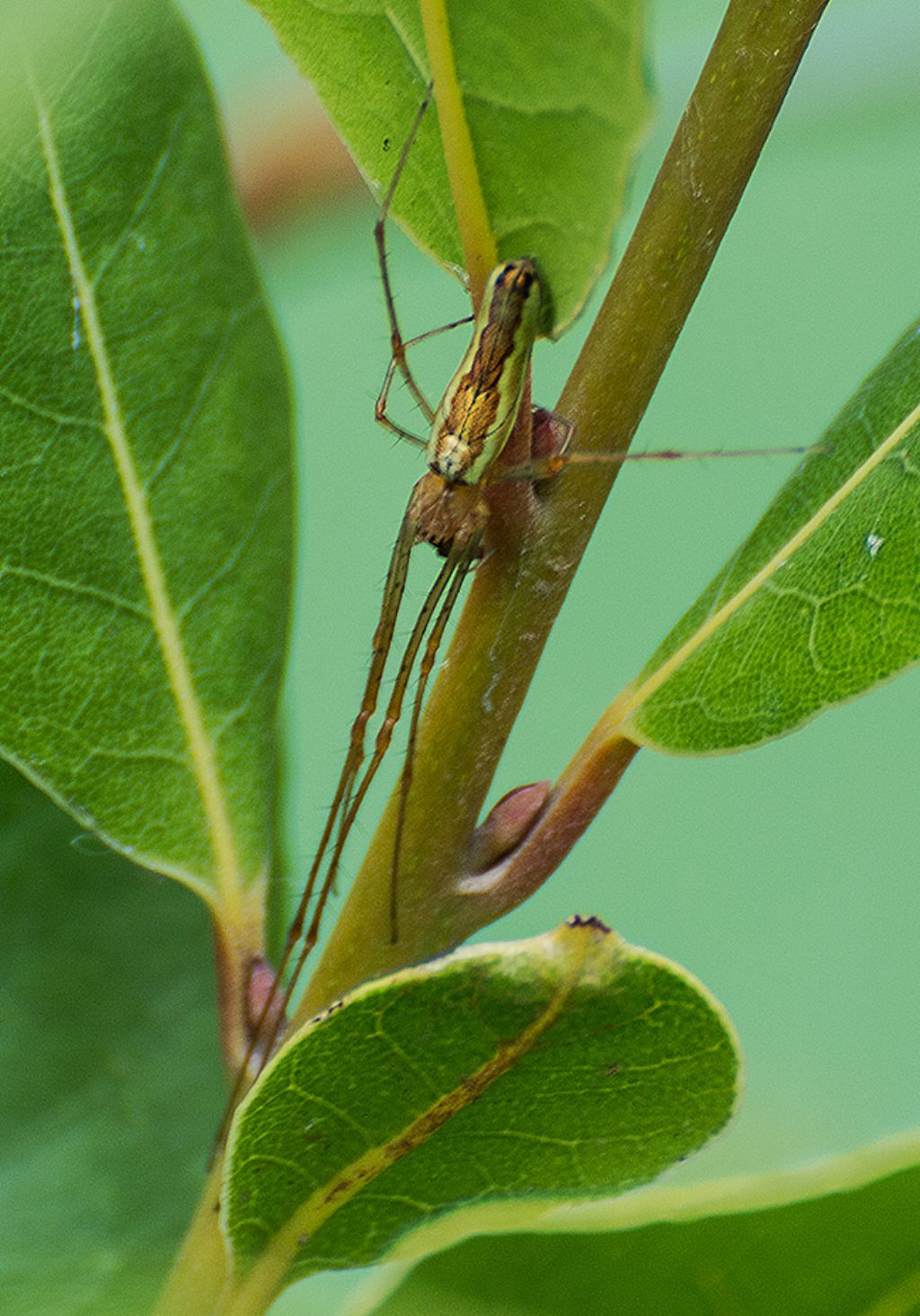 Femmina di Tetragnatha sp.
